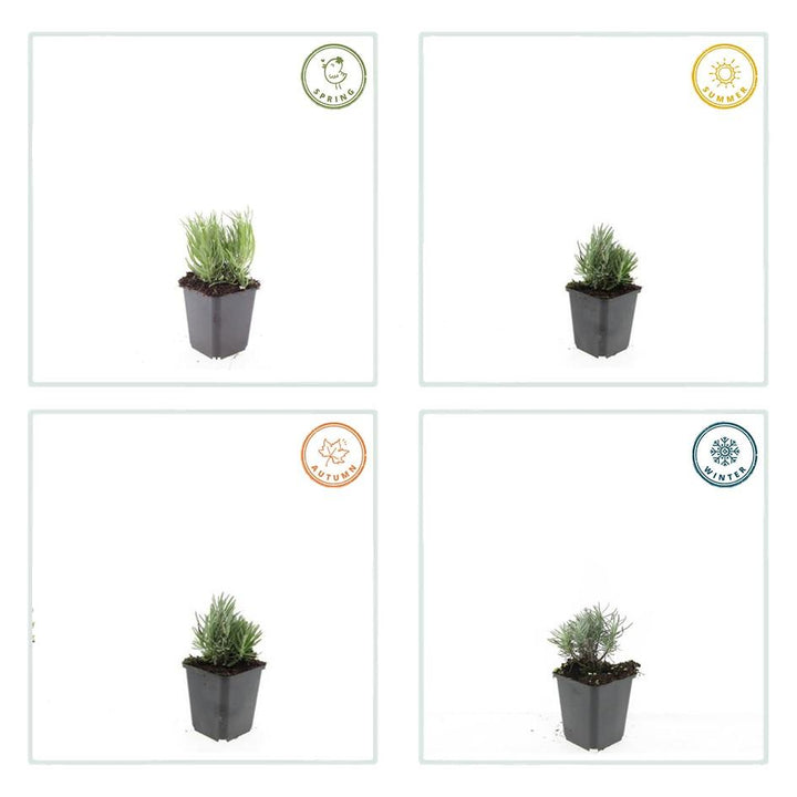 40x Dwarf Blue Lavender Plants - Lavandula angustifolia 9cm Pots