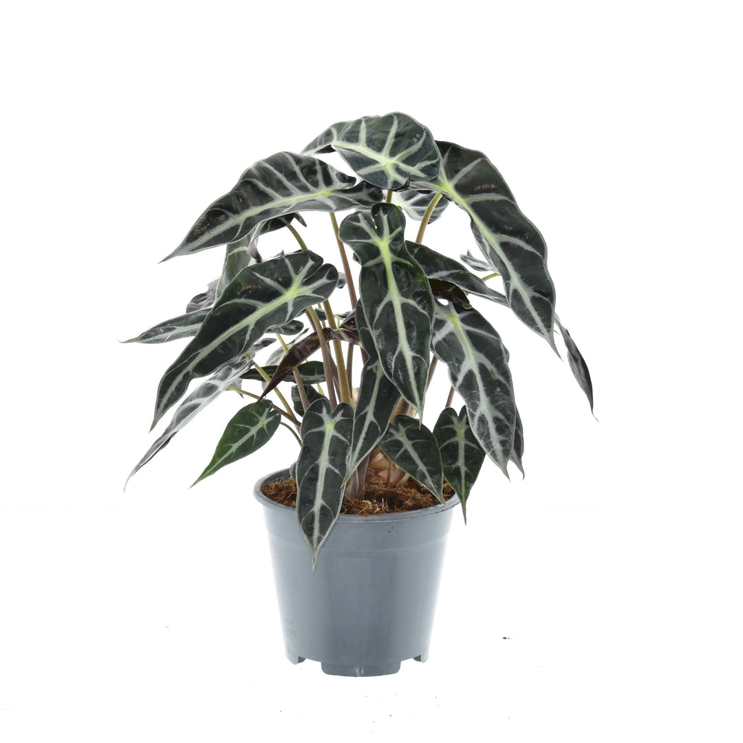 Alocasia Bambino Arrow 40cm — Elephant Ear in 14cm pot