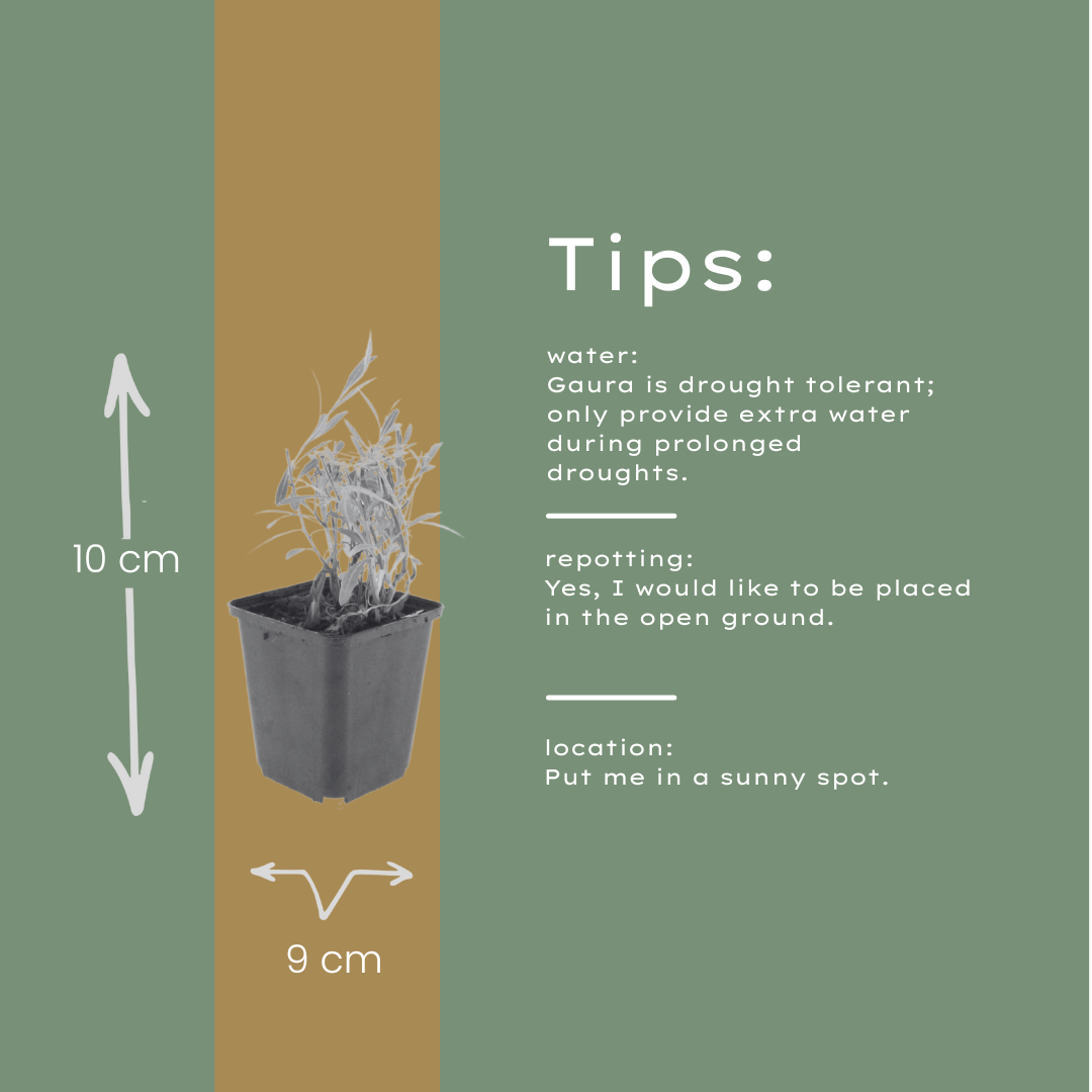 60x Gaura lindheimeri - ↕10-25cm - Ø9cm