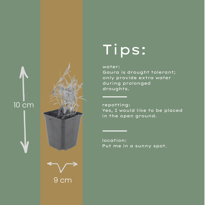 60x Gaura lindheimeri - ↕10-25cm - Ø9cm