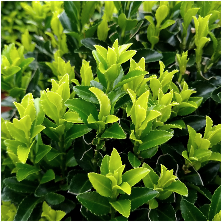 Euonymus japonicus 'Green Spire' hedge plants, pack of 12 in 7cm pots, image 3