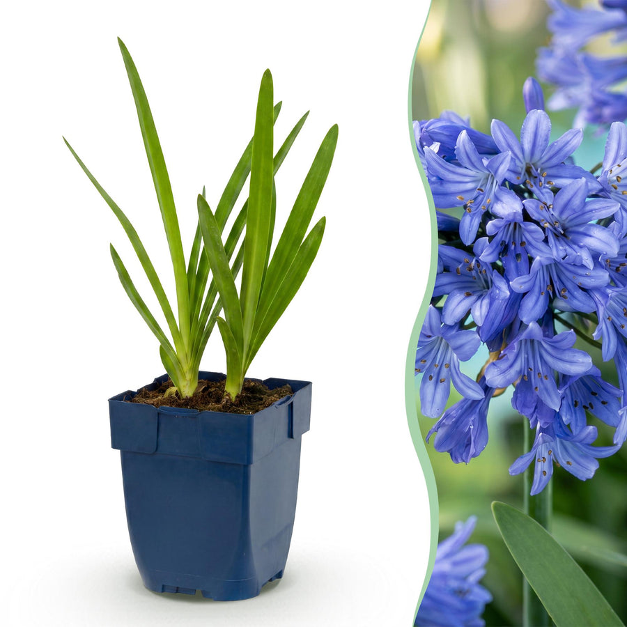 24 Agapanthus africanus African lily plants in 11cm pots, 15-25cm tall