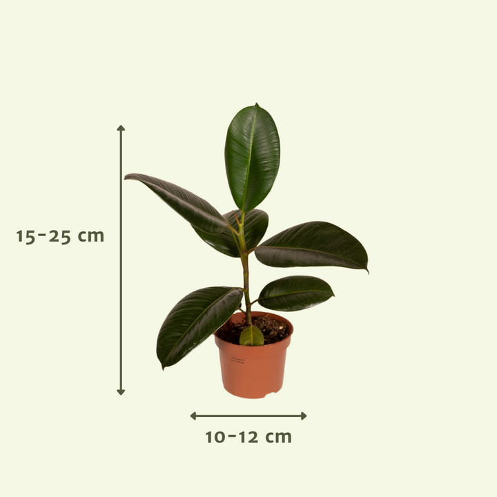 Outsider box - Ø12cm - 12x full-plant overview, healthy foliage and strong roots