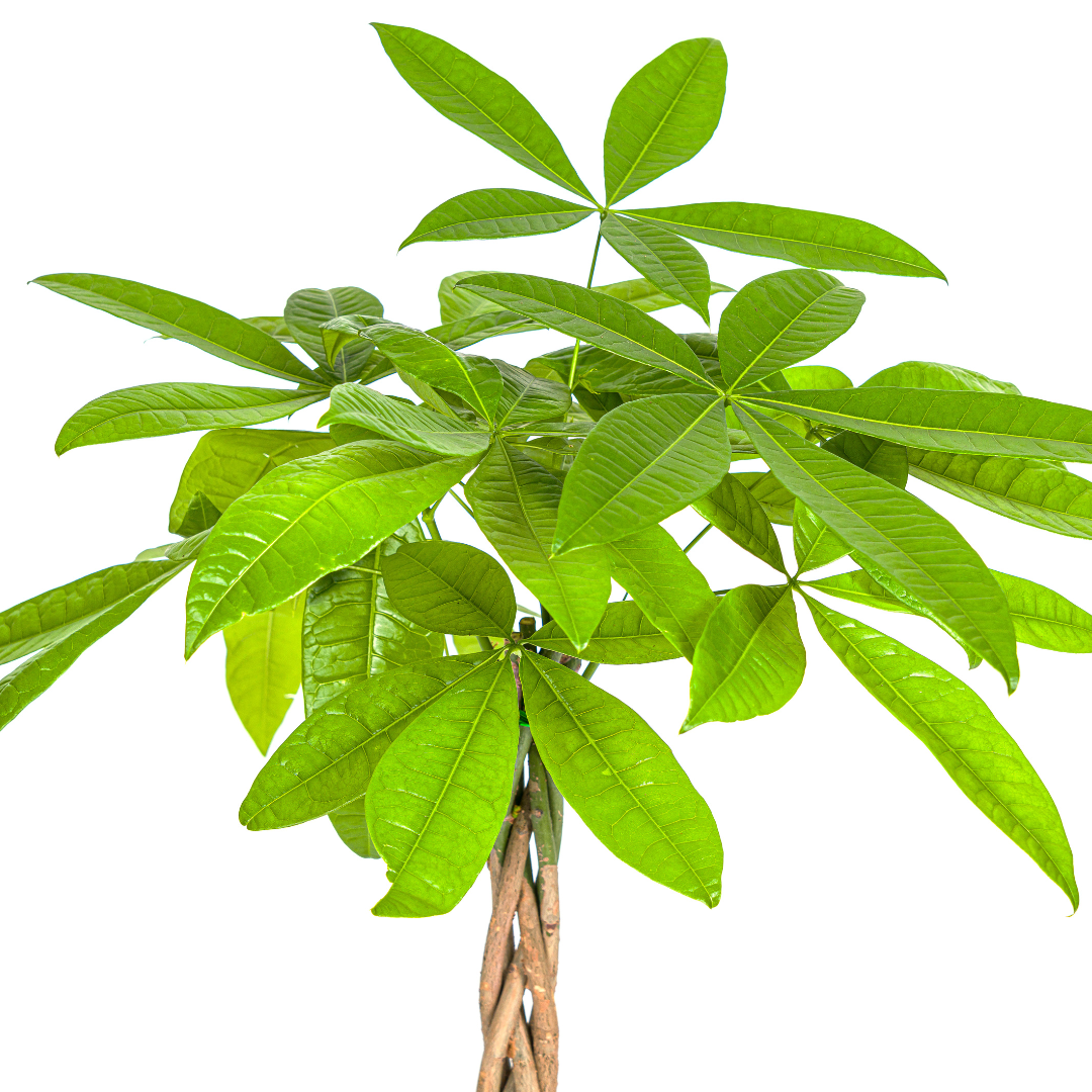 Pachira Aquatica 70-90cm — Money Tree in 19cm pot