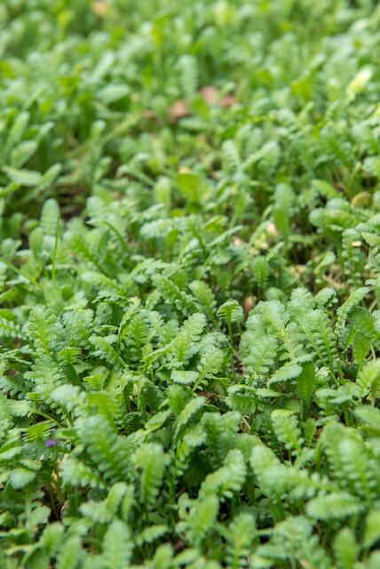 40x Leptinella Squalida Brass Buttons - Evergreen Groundcover 9cm Pots