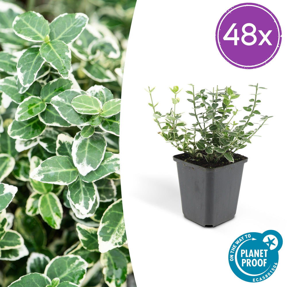 Euonymus 'Emerald Gaiety' with variegated green and white oval leaves in black plastic pot, 48 plants shown at 10-25cm size.