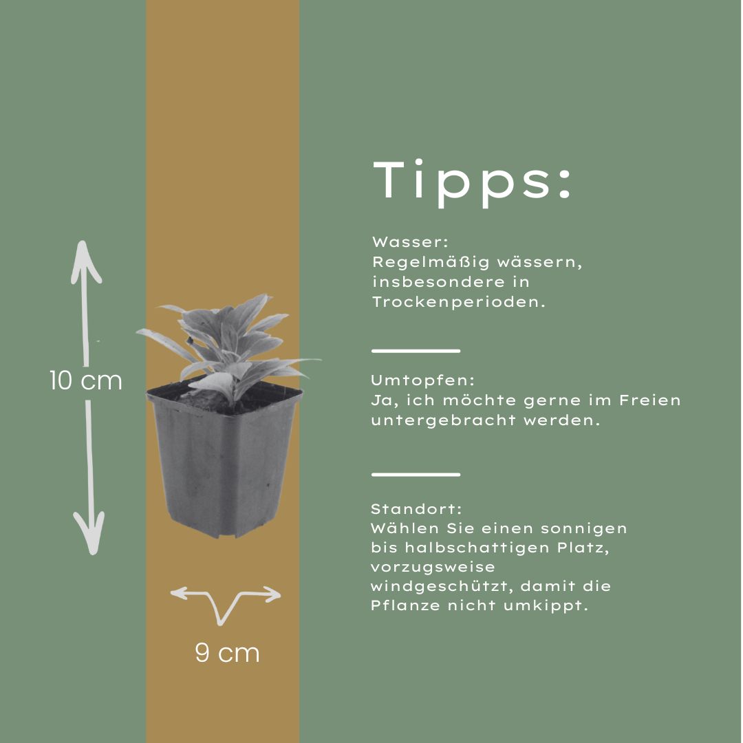 48x Aster frikartii 'Monch' - ↕10-25cm - Ø9cm