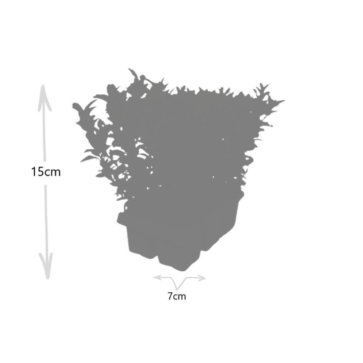 8 x 6-pack Euonymus 'Green Spire' – Ø 7 cm – ↨ 15 cm