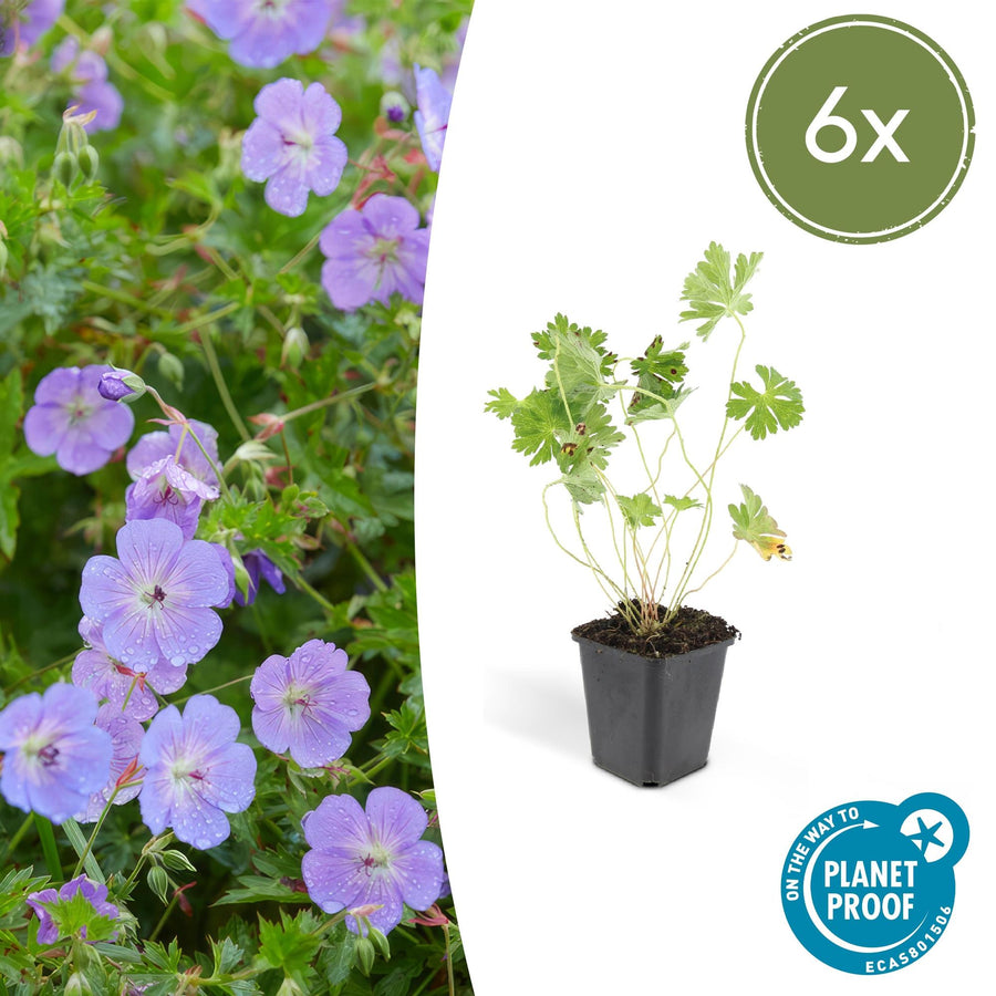 Small geranium rozanne with pale purple flowers and green foliage in black plastic pot, 6x pack shown at 10-25cm height
