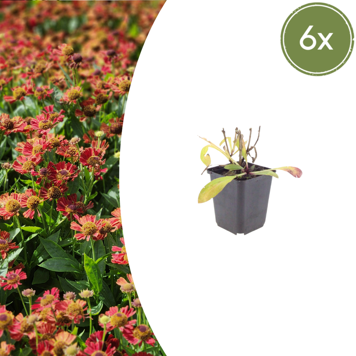 6x Helenium 'Moerheim Beauty' - ↕10-25cm - Ø9cm — healthy root ball and nursery pot ready to ship from Ireland