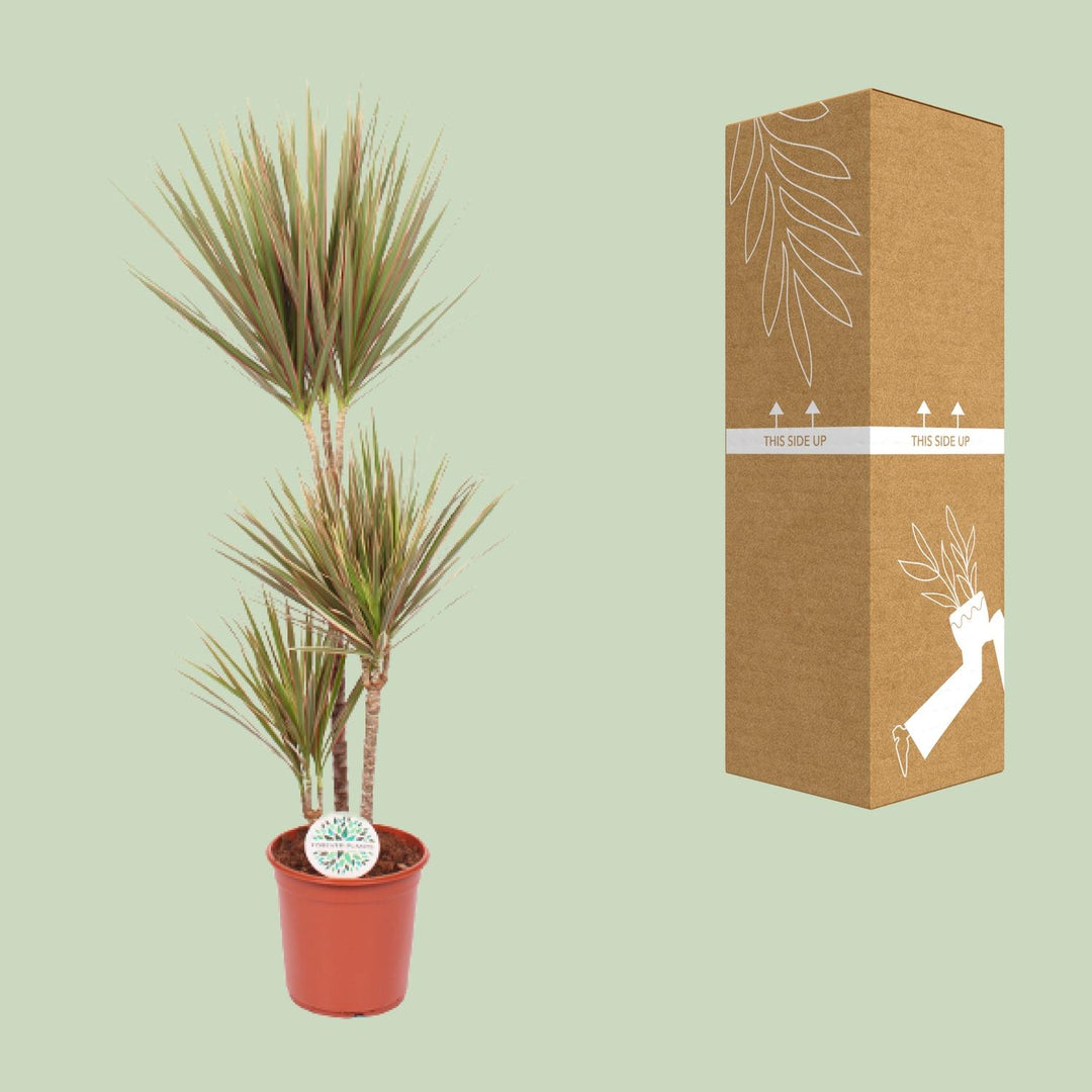Dragon Tree (Dracaena) - view 3