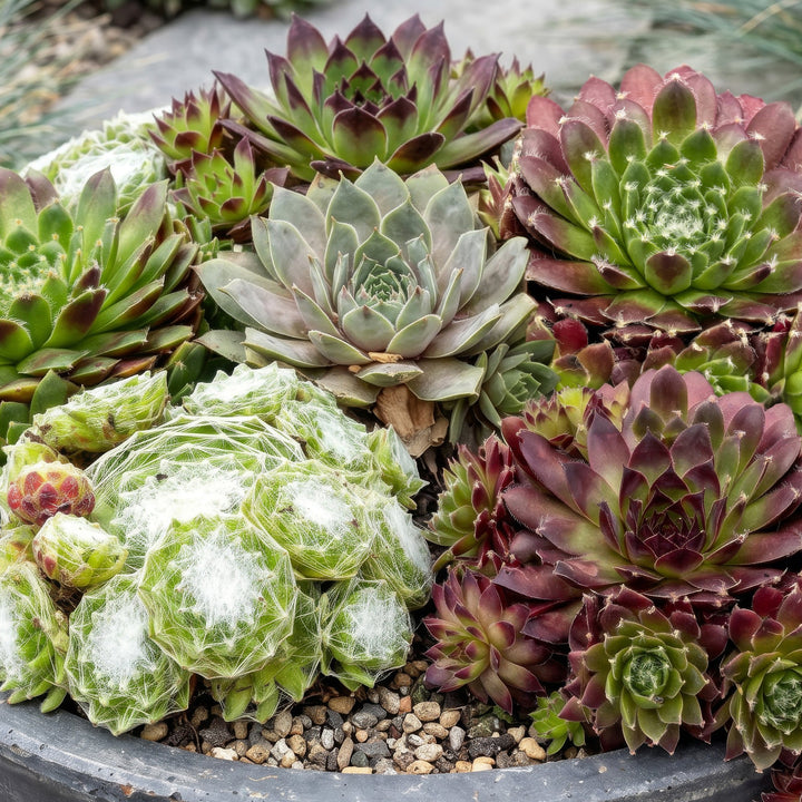 24x Sempervivum 'Big Sam' Houseleek - Hardy Alpine Perennials - 7cm Pot - 10-12cm