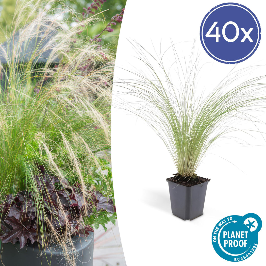 40x Stipa tenuissima 'Ponytails' | Fine-Haired Grass | 10-25cm