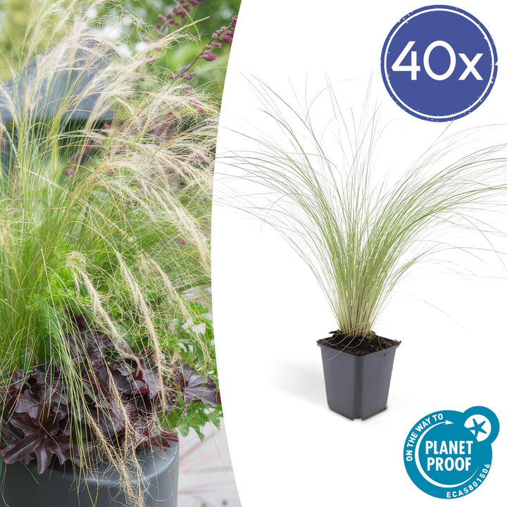 40x Stipa tenuissima 'Ponytails' | Fine-Haired Grass | 10-25cm