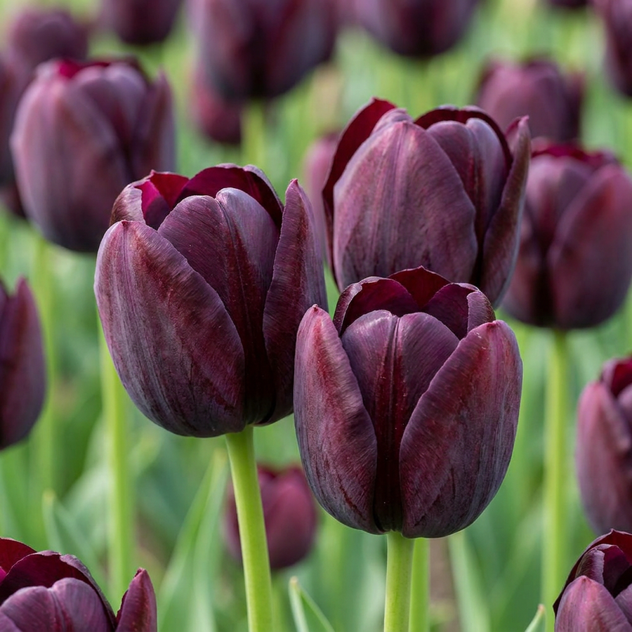 Tulipa Triumph Black in flower, classic single cups on strong, weather-resistant stems, 96-bulb pack for Irish gardens