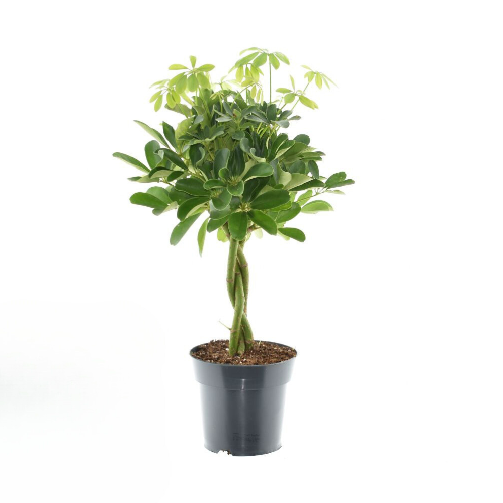 Schefflera Compacta Nora 60cm — Dwarf Umbrella Tree in 17cm pot
