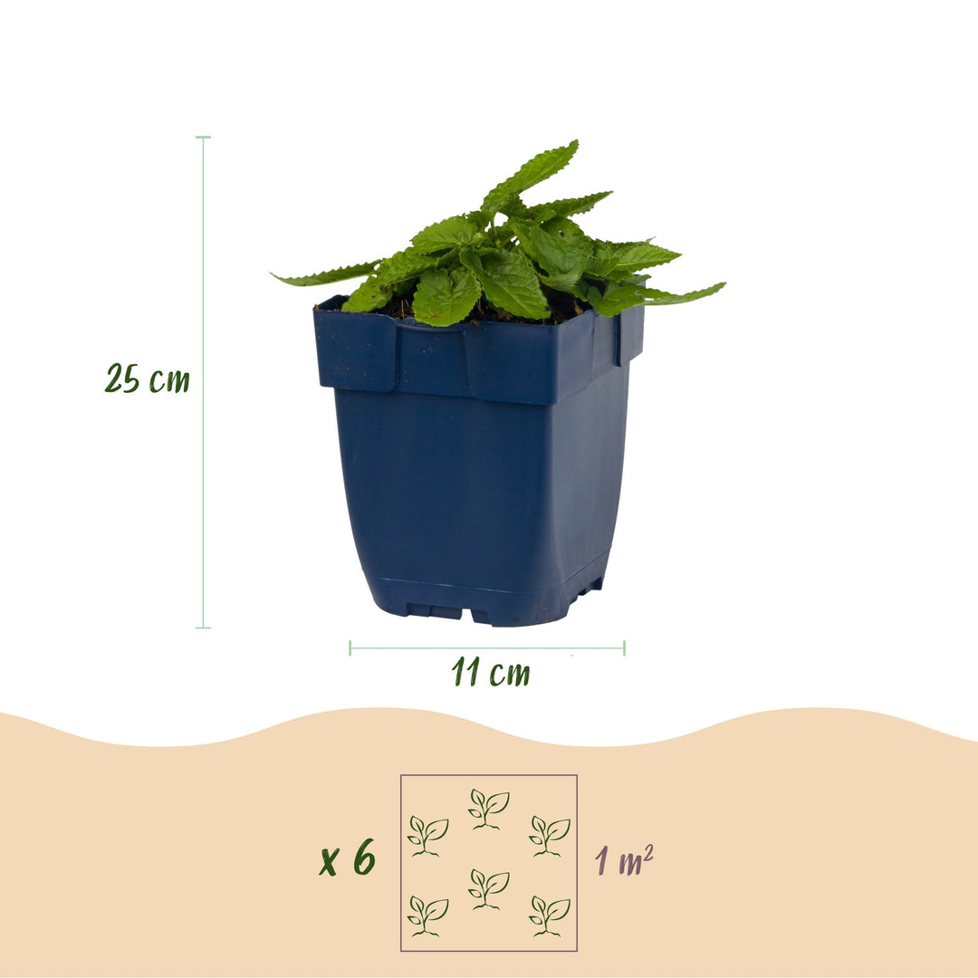 Pack of 24 Stachys officinalis 'Ukkie' betony plants in 11cm pots - view 3