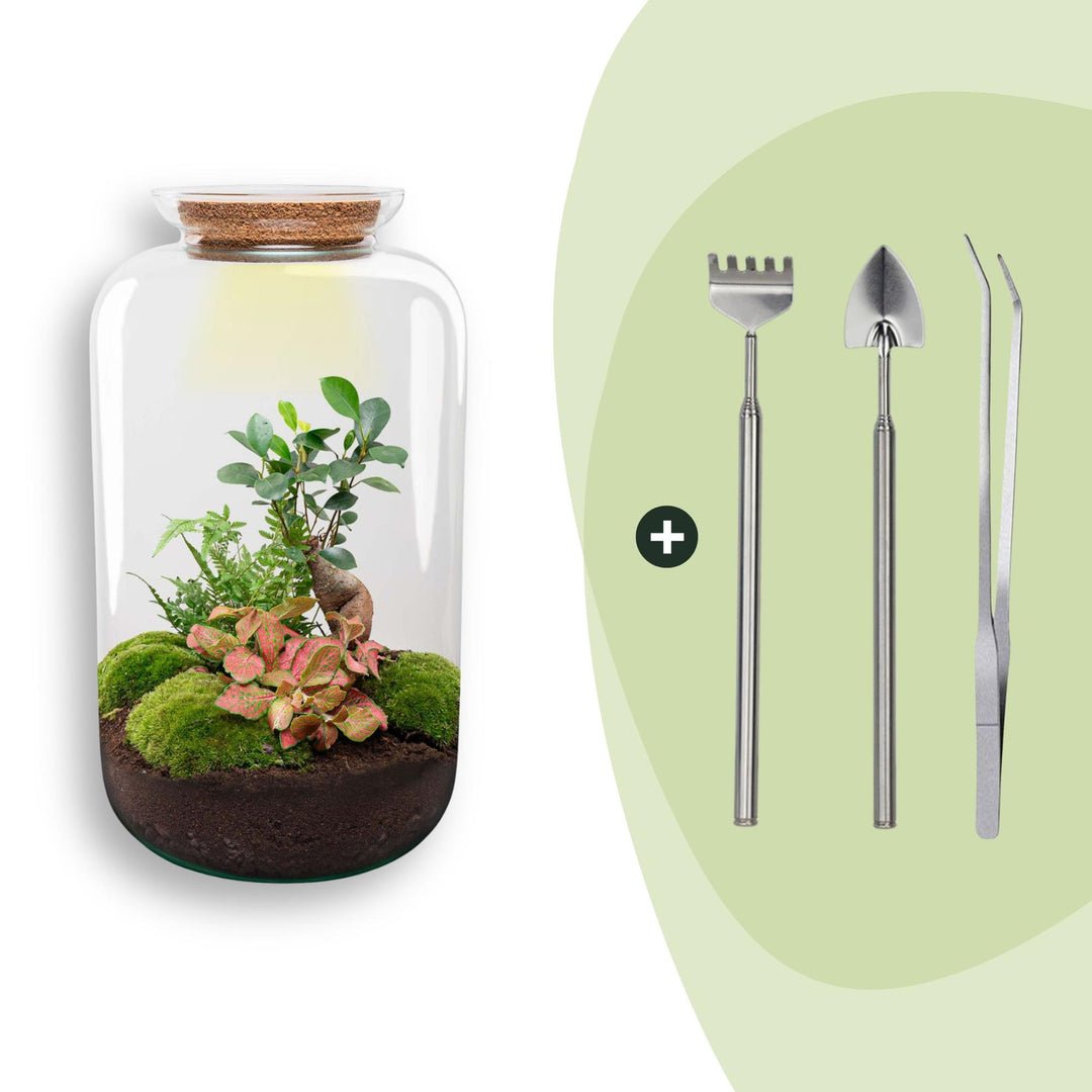 DIY terrarium kit in a tall glass vessel with a bonsai centrepiece, planted with ferns and cushion moss, shown with its planting tools, 43cm tall