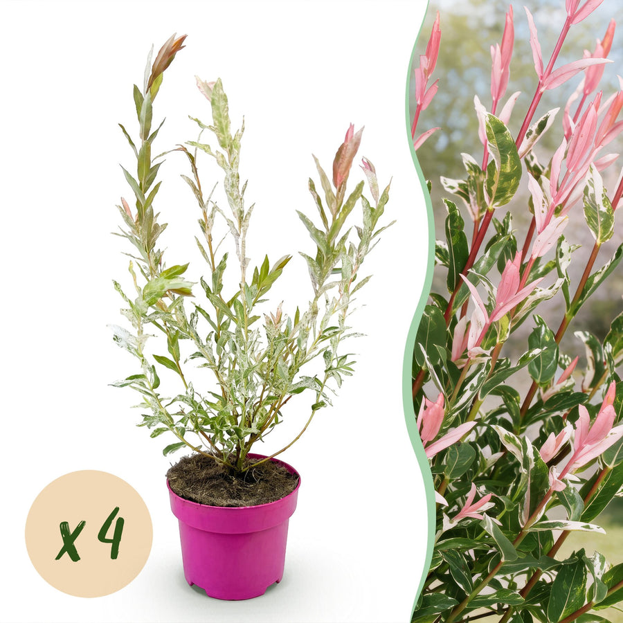 4x Salix integra 'Flamingo' Flamingo Willow in 17cm pots, 40-50cm