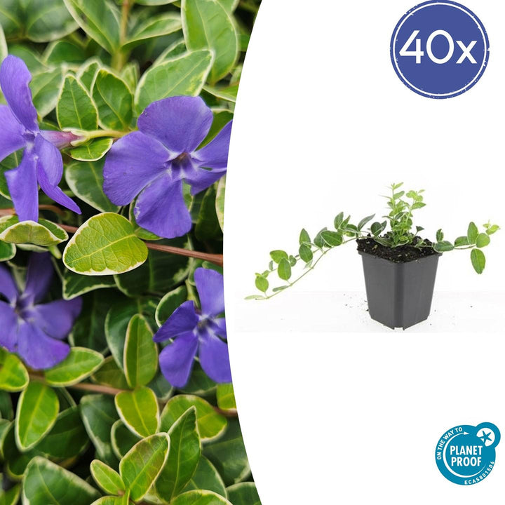 40x Vinca minor 'Argenteovariegata' - Variegated Periwinkle - 9cm Pot