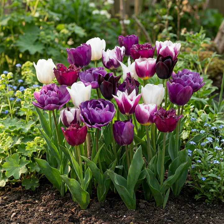 280x Tulipa Blueberry Mix Bulbs - Mixed - Spring Flowering - Size 11/12
