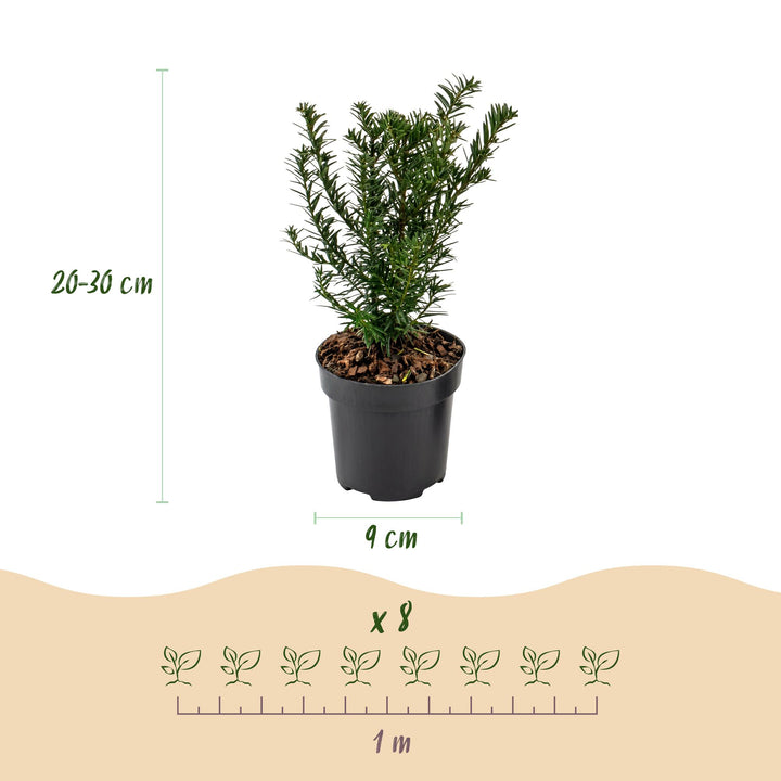24 Taxus baccata yew hedging plants in 9cm pots, 20-30cm tall - view 4