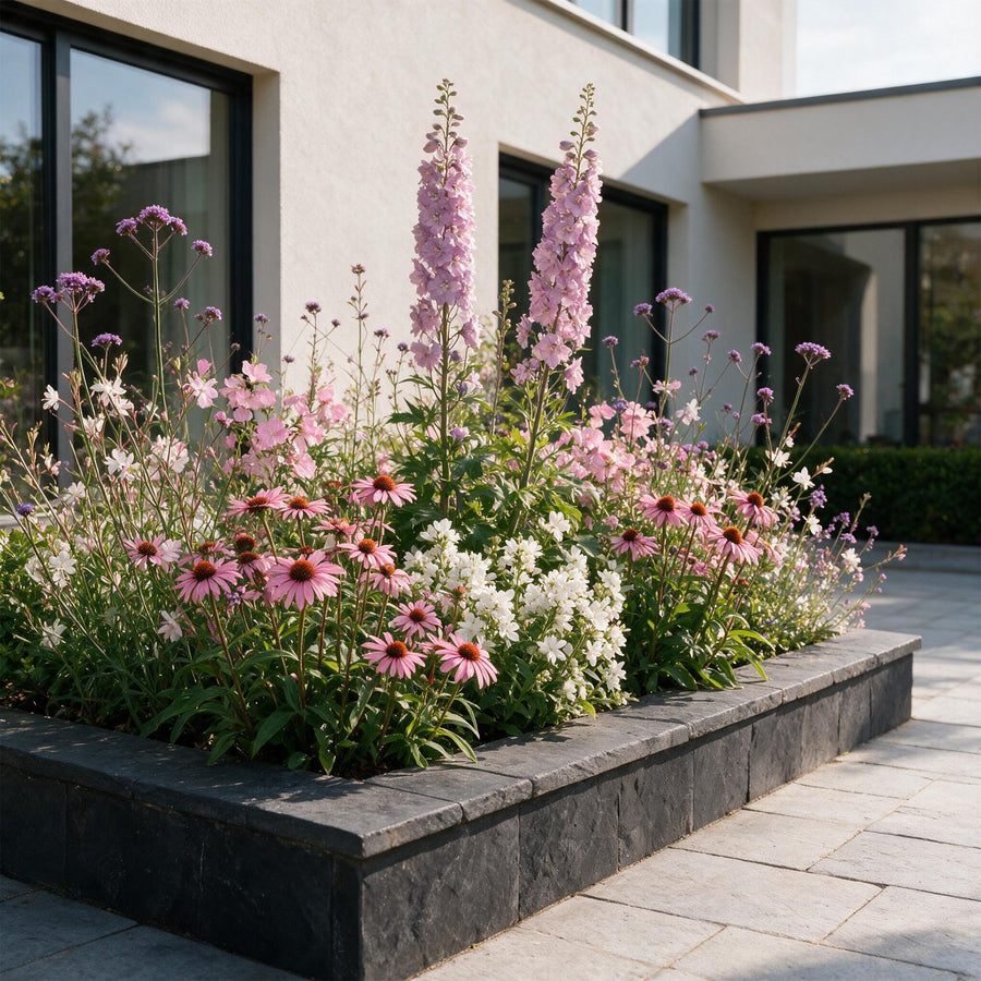 Mixed perennial border of white bellflowers, purple coneflowers and airy verbena in flower, 12-plant pack in 11cm pots