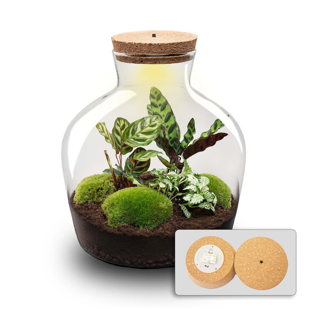 DIY Terrarium Kit - 'Fat Joe' - 30cm - with Planting Tools