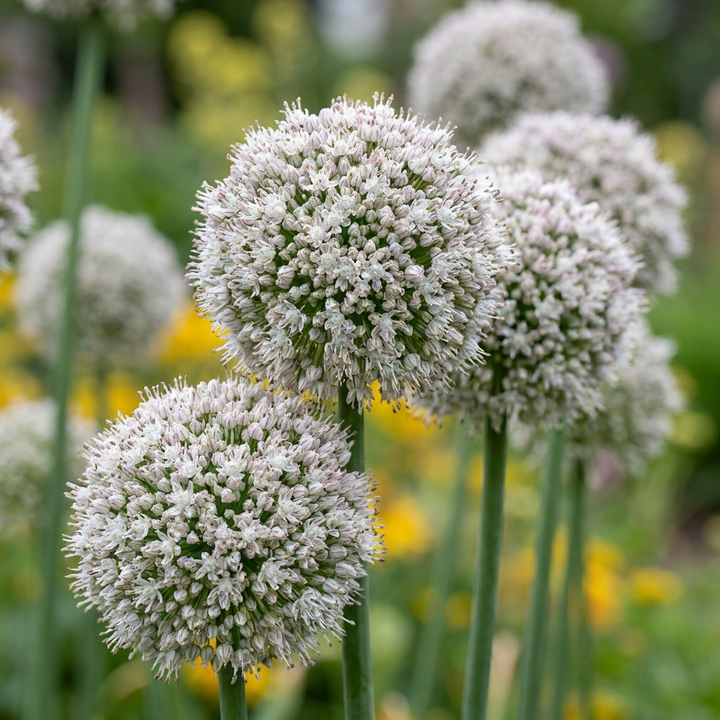 Allium Ping Pong in flower, neat white spheres the size of a golf ball, 320-bulb pack for Irish gardens
