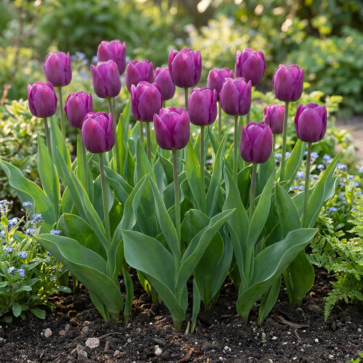 120x Tulipa Triumph Tulip Bulbs - Purple - Spring Flowering - Size 11/12