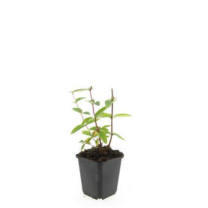 24x Hypericum inodorum 'Annebel' - ↕10-25cm - Ø9cm