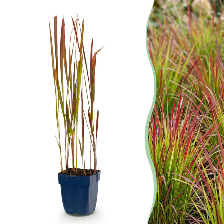 24x Imperata cylindrica Red Baron Japanese blood grass in 11cm pots
