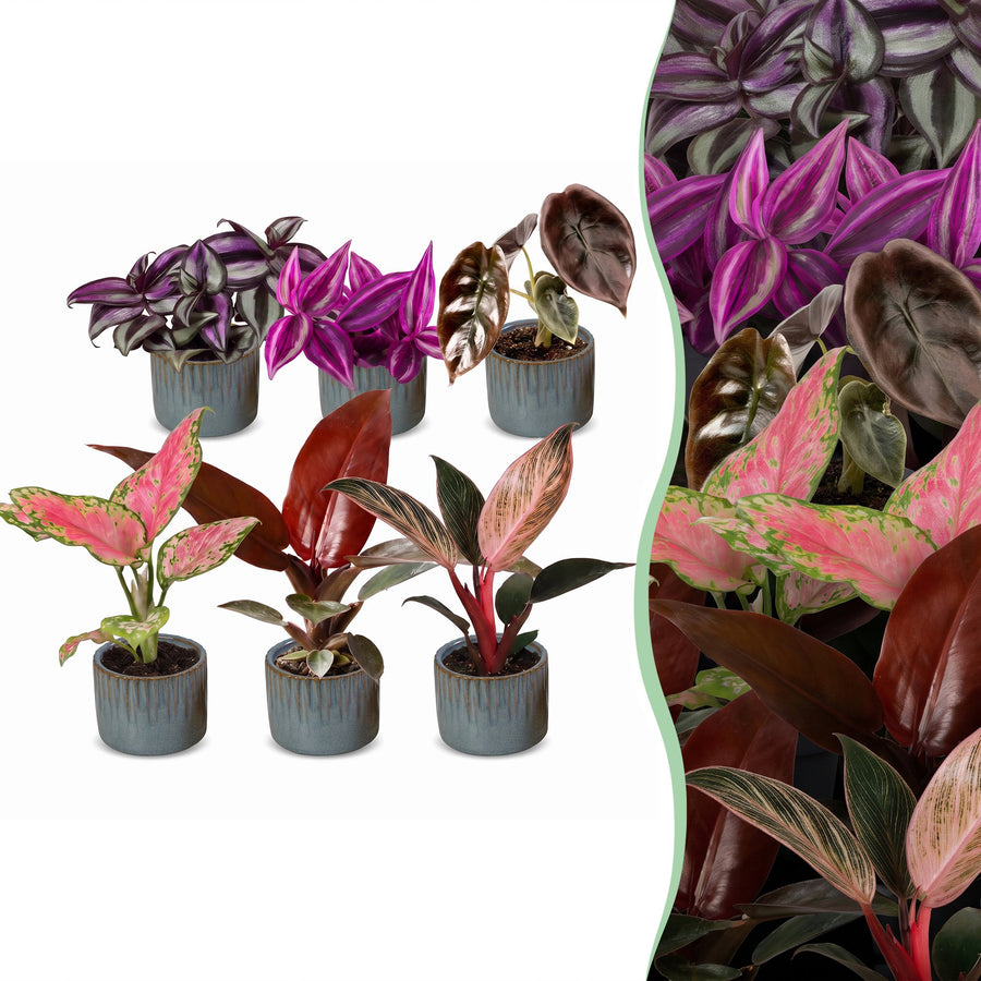 Baby Paradise Mix tropical houseplants, pack of 6