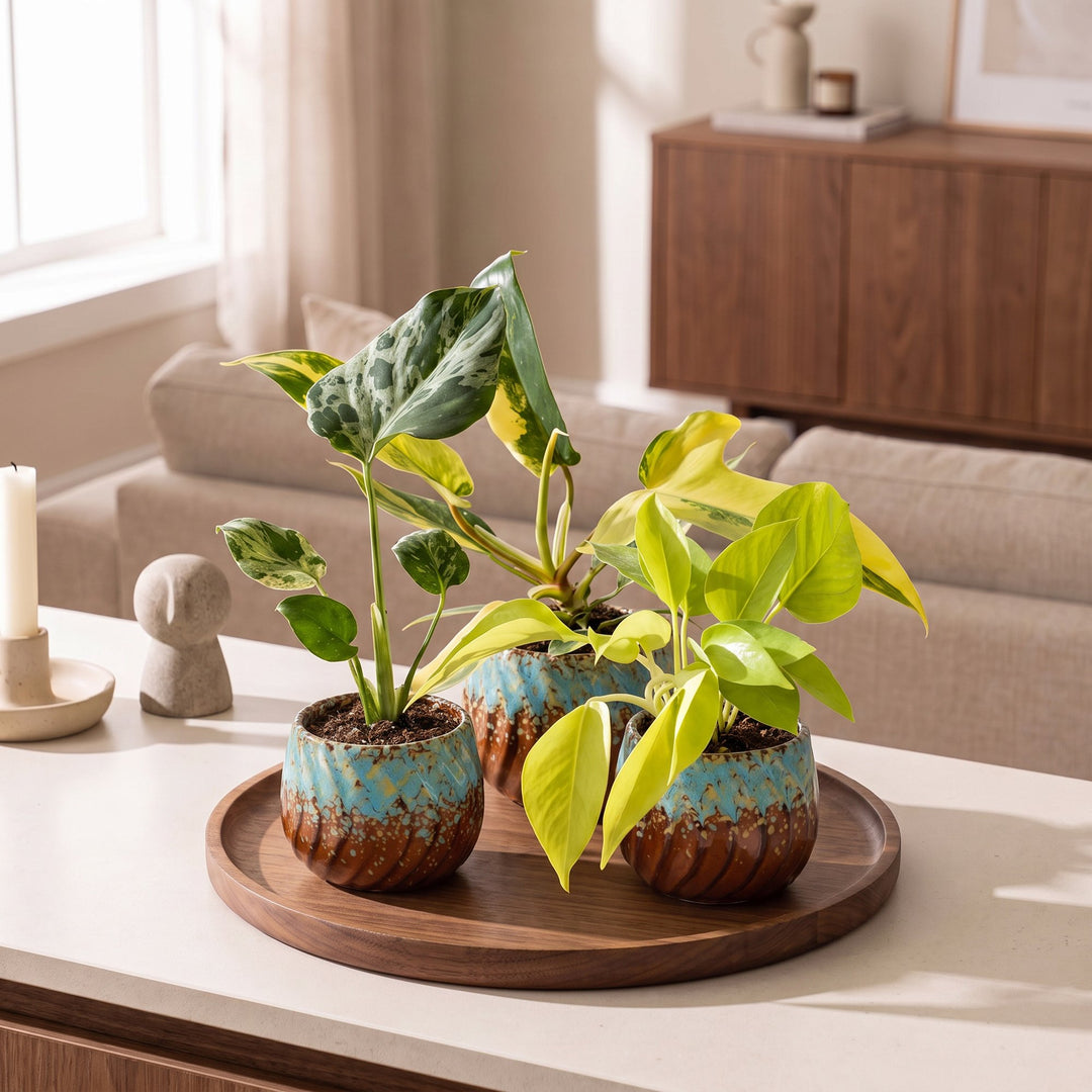 Baby Tropical Mix, three tropical houseplants in growing pots, image 3