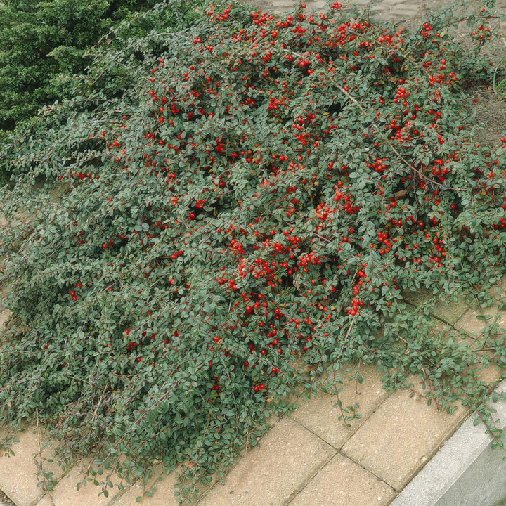 6x Cotoneaster dammeri - ↕10-25cm - Ø9cm packed for EU plant delivery from PlantGift.ie