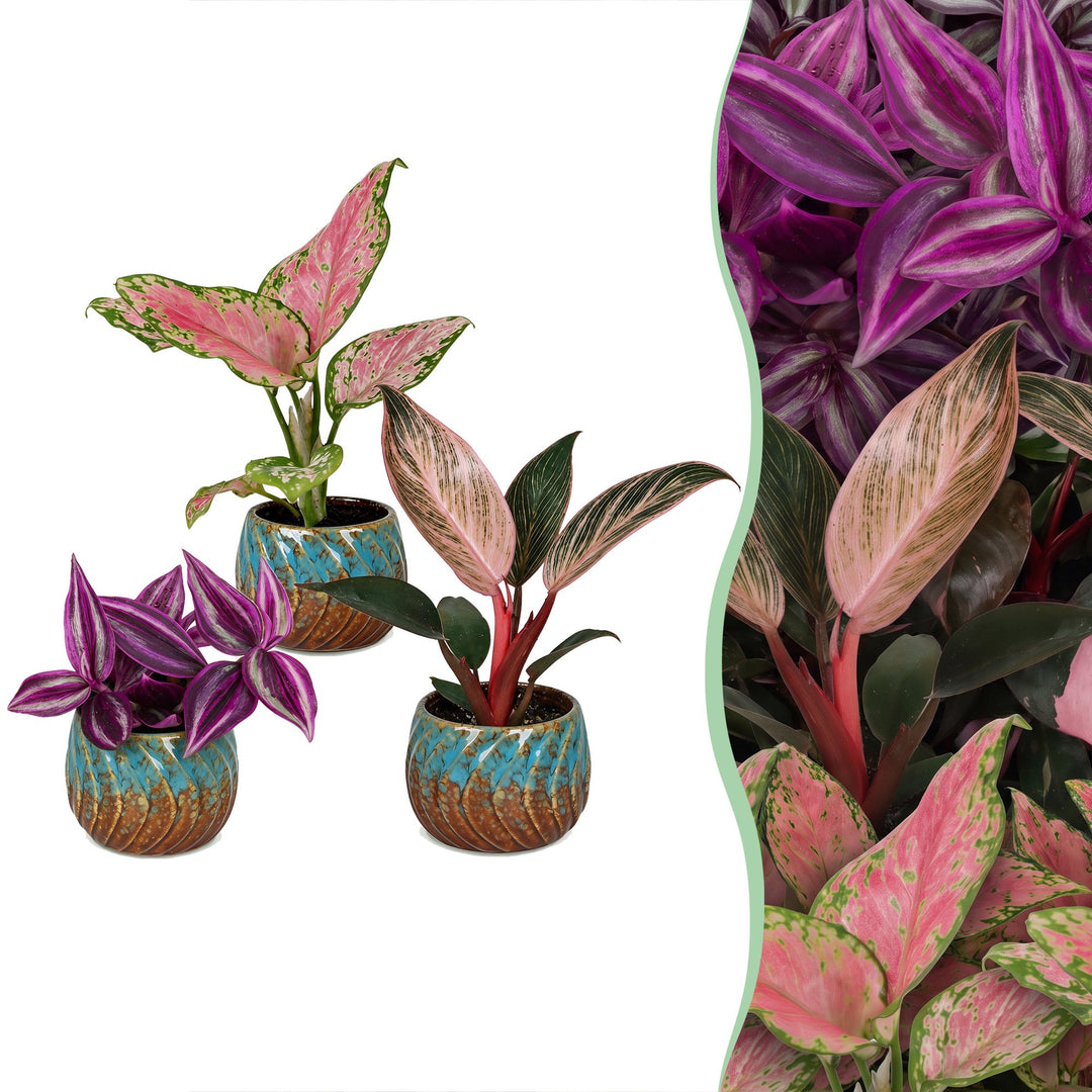3x Baby Paradise Mix houseplants in 6cm pots