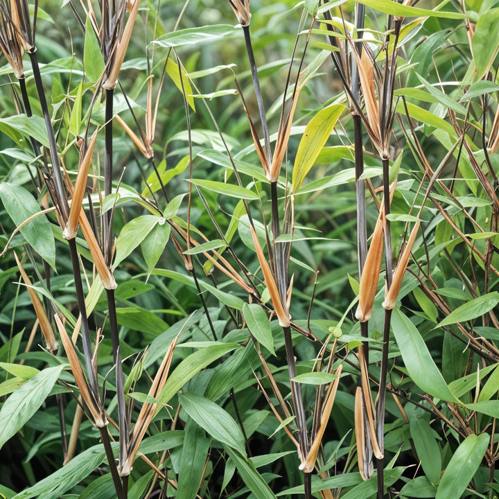 12 Fargesia Black Dragon clumping bamboo plants in 14cm pots - view 5
