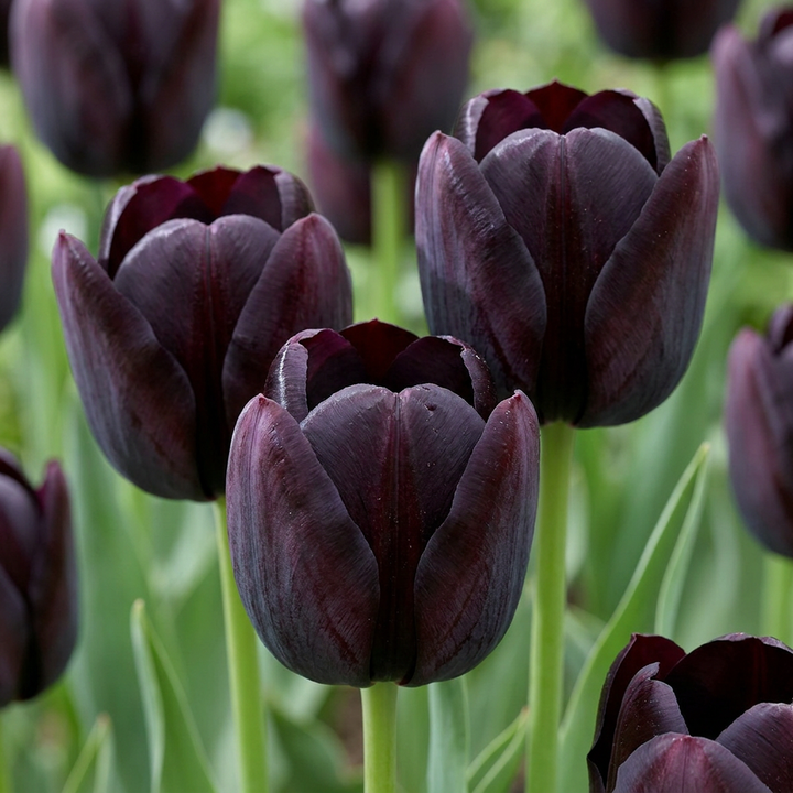 Tulipa Black in flower, near-black, deep maroon satin petals, 280-bulb pack for Irish gardens
