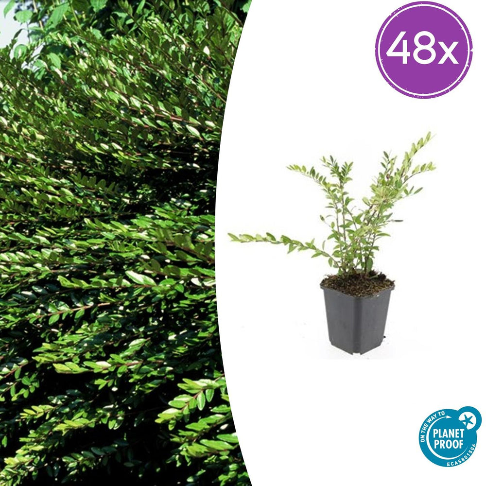 48 Lonicera pileata Purple Pearl evergreen ground cover plants in 9cm pots, featuring lush green leaves and compact growth.