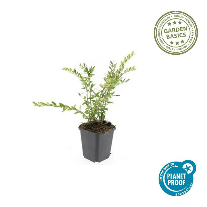 40x Lonicera pileata Evergreen Ground Cover - 10-25cm - Ø9cm