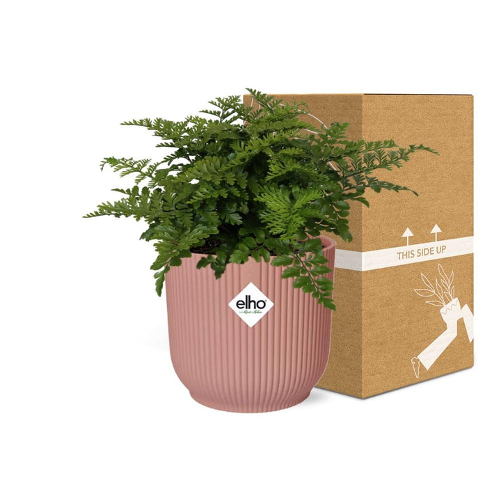 Crested Bird's Nest Fern (Asplenium 'Parvati') in a pink ELHO Vibes pot, view 11
