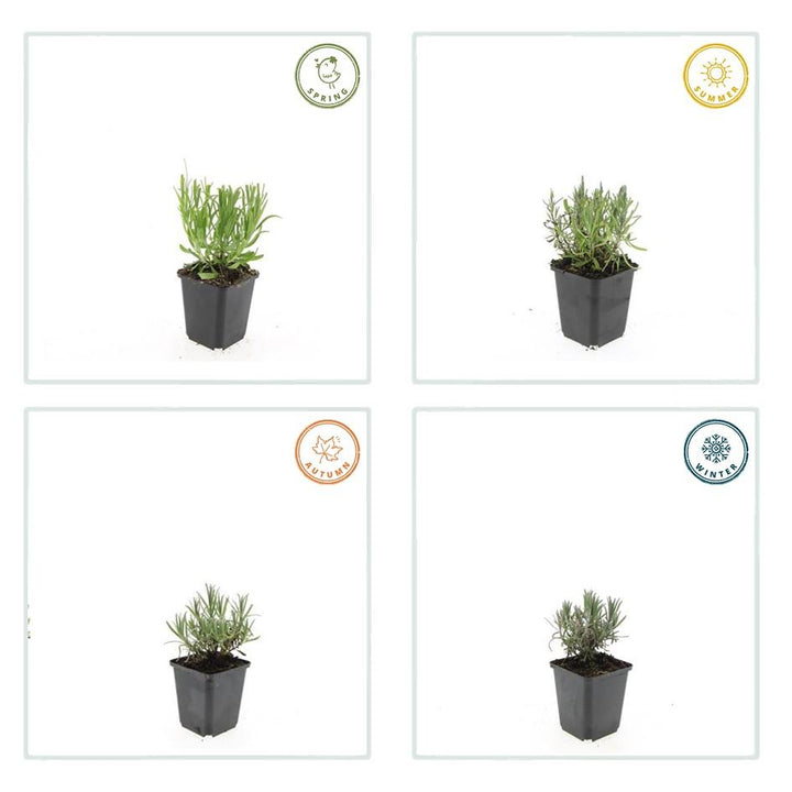 6x Lavandula ang. 'Munstead' - ↕10-25cm - Ø9cm — healthy root ball and nursery pot ready to ship from Ireland