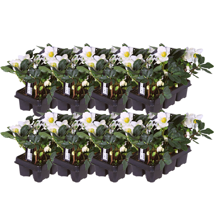 White Christmas Roses in six-pack trays, Helleborus niger 'Christmas Carol', set of 48 by Everspring.