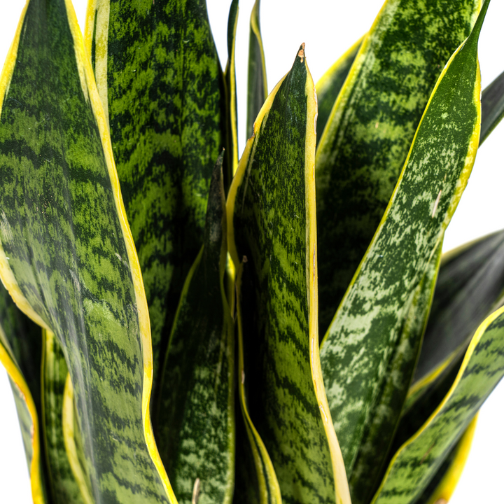Sansevieria Trifasciata Futura Superba 45-55cm — Snake Plant in 17cm pot