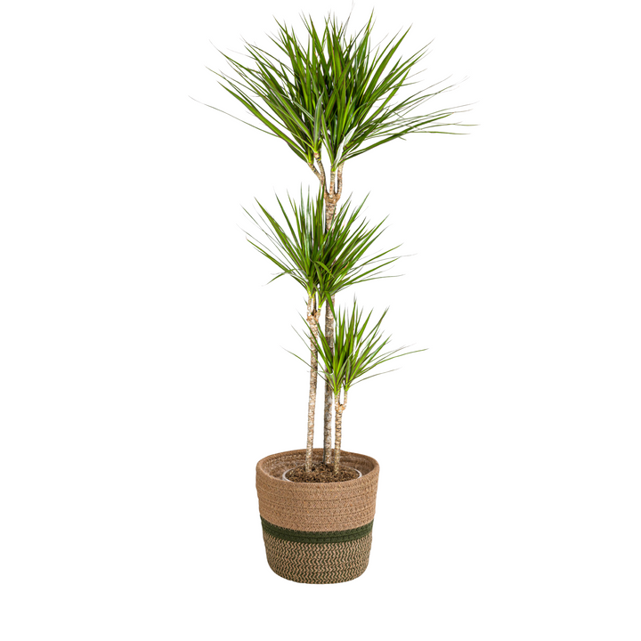Dracaena Marginata Green 130-150cm — Madagascar Dragon Tree in 24cm pot, with basket