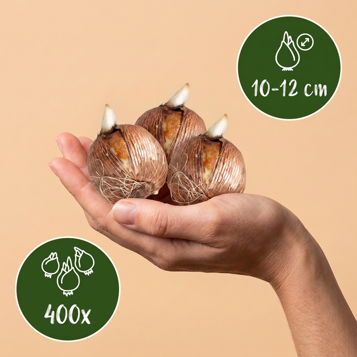 400x Shade Garden Bulb Collection - Mixed - Spring Flowering - Size 10/12
