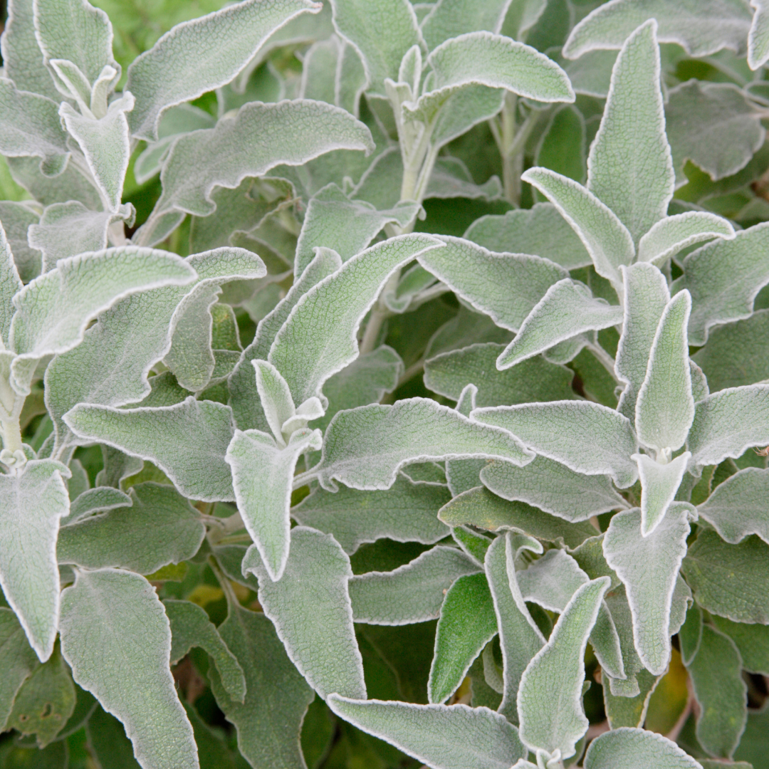 Healthy foliage and strong roots close-up of 6x Stachys byzantina - ↕10-25cm - Ø9cm
