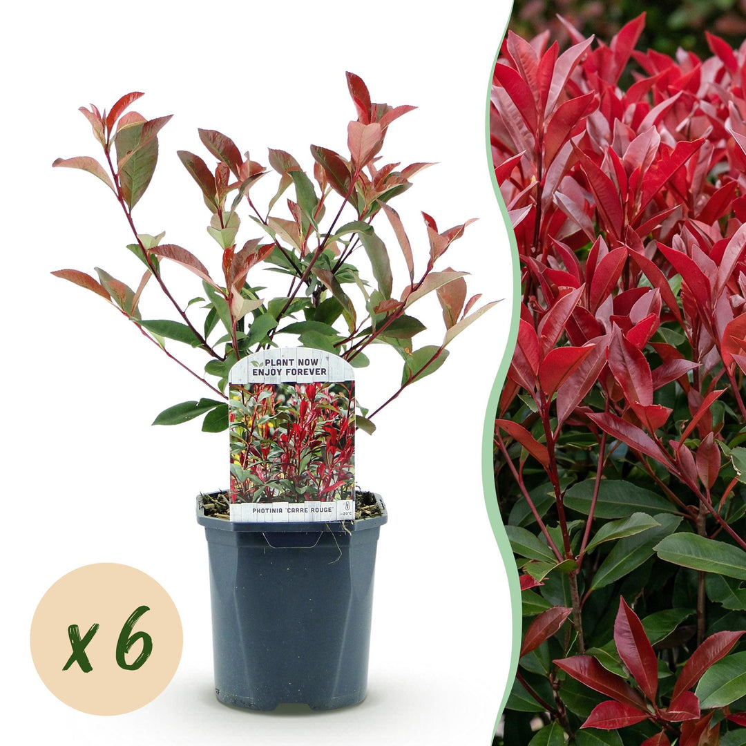 Photinia fraseri Carre Rouge hedge plants, pack of 6