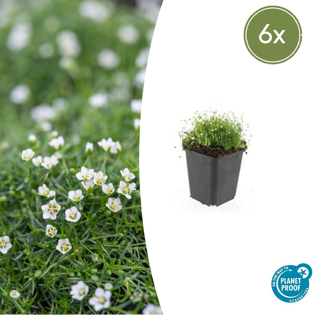 Irish moss in black pot, dense green foliage with small white flowers, 10-25cm tall, 9cm pot diameter