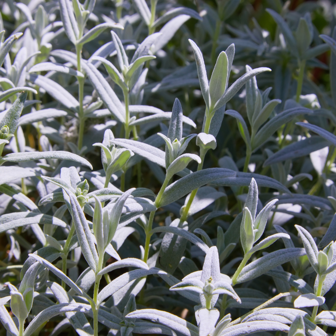 48x Cerastium tomentosum - ↕10-25cm - Ø9cm